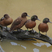Campbell Islands Teal